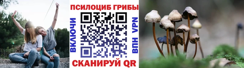 Купить Азов Псилоцибиновые грибы Cubensis